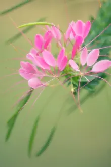 Hassleriana: Spiderflower