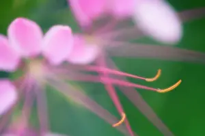 Hassleriana: Spiderflower