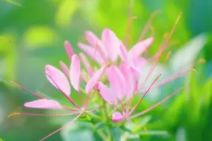 Hassleriana: Spiderflower