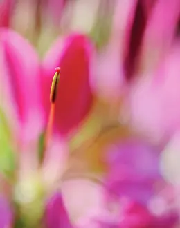Hassleriana: Spiderflower