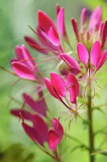 Tendril: Spiderflower