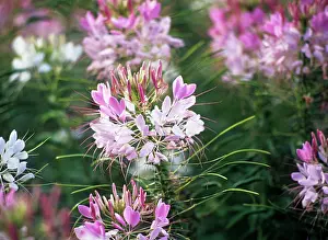 Intricate: Spiderflower