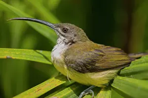 Nectariniidae: Spiderhunter bird