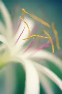 Crinum: Spiderlily