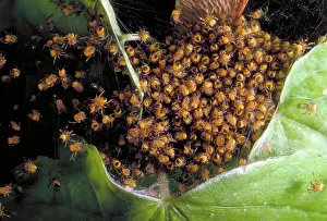 Argiope: Spiderlings