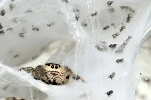 Regius: Spiderlings and mother in nest
