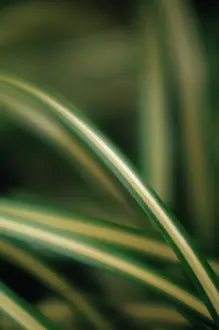 Airplane: Spiderplant