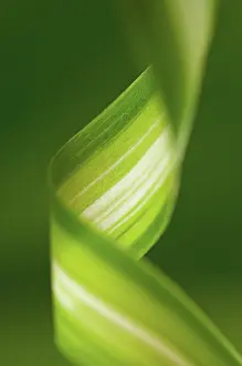 Comosum: Spiderplant