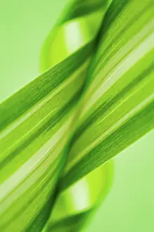 Nurturing: Spiderplant