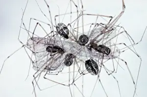 Theridiidae: Spiders eating moth