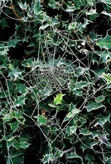 Spiderwebs: Spider's Web