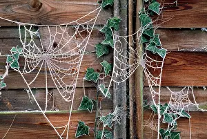 Spiderwebs: Spider's Web
