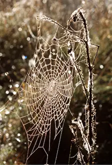 Cobwebs: SPIDERS WEB - Dew-covered web in Autumn