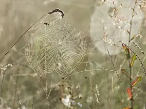 Moisture: Spiders web - with dew drops in autumn, Hessen