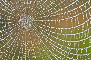 Moisture: Spider's web with dew drops, Emsland, Lower Saxony