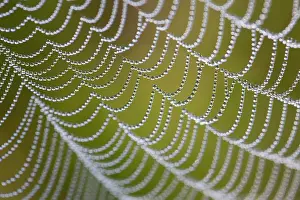 Dewdrops: Spider's Web - with dewdrops