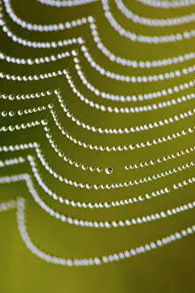 Dewdrops: Spider's Web - with dewdrops