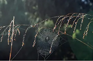 Cobwebs: SPIDERS WEB on Dierana pulcherrrimum