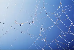 Cobwebs: SPIDERS WEB - drops of dew