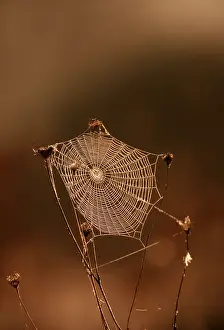 Cobwebs: SPIDER'S WEB - ON GRASSES
