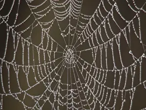 Cobwebs: Spider's Web - with morning dew