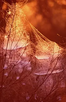 Cobwebs: Spiders Web - At sundown