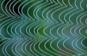 Breeze: Spider's Web - vibrating in breeze