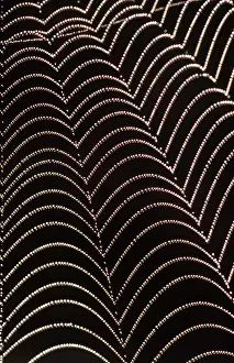 Cobwebs: SPIDERS WEB - Water droplets on web