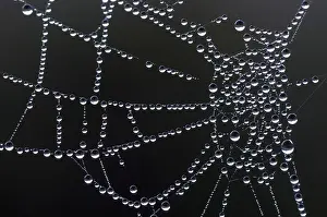 Cobwebs: SPIDER'S WEB - waterdrops on web