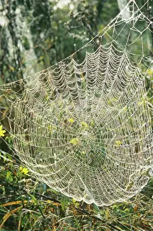 Argiope: Spiderweb