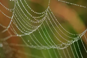 Webs: Spiderweb with dew