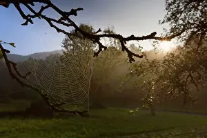 Cobwebs: Spiderweb dew covered cobwebs attached to