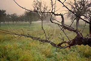 Cobwebs: Spiderweb dew covered cobwebs attached to