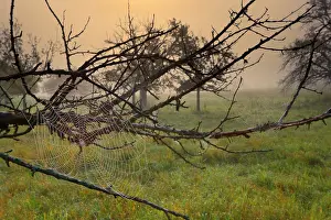 Cobwebs: Spiderweb dew covered cobwebs attached to