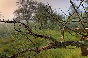 Cobwebs: Spiderweb dew covered cobwebs attached to