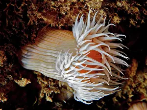 Irish: Spiegeleianemone (Actinothoe sphyrodeta) Sea anemone