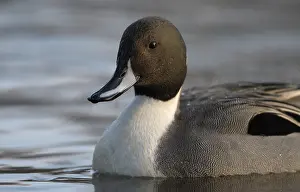 February: Spiessente (Anas acuta), Pintail