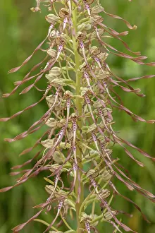 Rarity: Spike of Lizard orchid, Himantoglossum hircinum