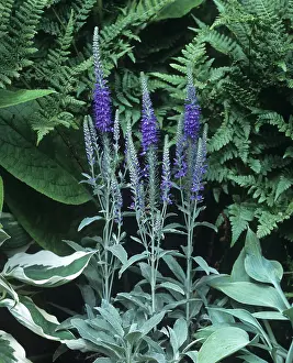 Spiked: Spiked speedwell
