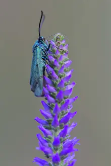 Spiked: Spiked Speedwell