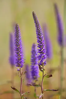 Spiked: Spiked Speedwell