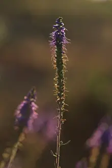 Spiked: Spiked Speedwell