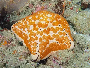 Spiny: Spiked spiny cushion star (Culcita schmideliana)