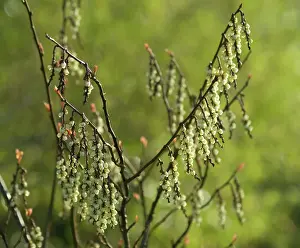 Smell: Spiketail