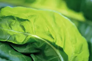 Spinach: Spinach