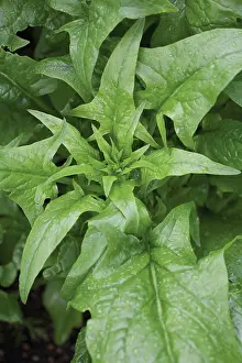 Spinach: Spinach