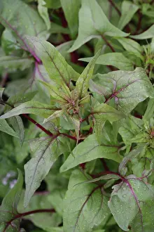 Spinach: Spinach