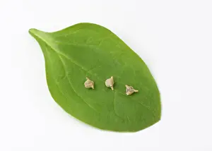 Anti: Spinach