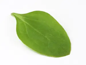 Anti: Spinach