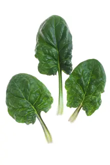 Spinach: Spinach - leaves - studio shot